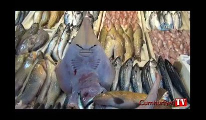 Bu balığı gören şaşırıp kalıyor