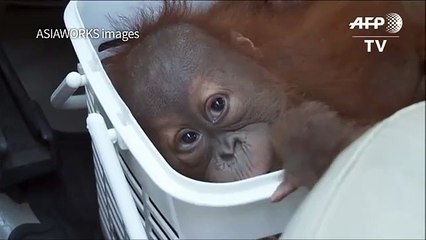 Baby orangutans rescued in Thai police sting[1]