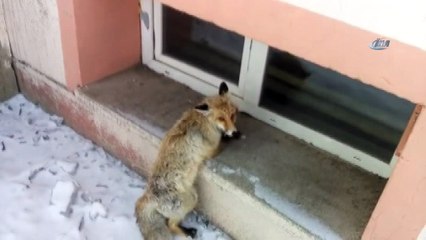 Köpeklerin saldırısına uğrayan tilki, okul bahçesine sığındı