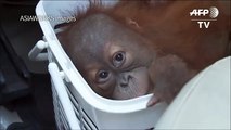 Baby orangutans rescued in Thai police sting
