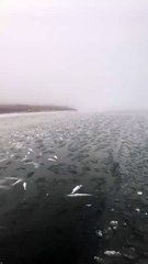 Thousands of Rockfish Didn’t Make It Through the Snow Storm