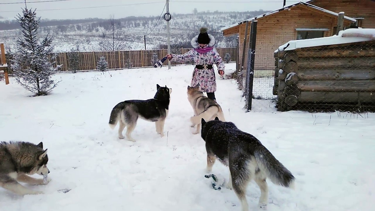 Husky jumping
