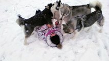 OMG !!! Huskies surrounded the girl, now they ....
