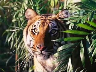 Baby Einstein Collection Baby Noah Animal 2