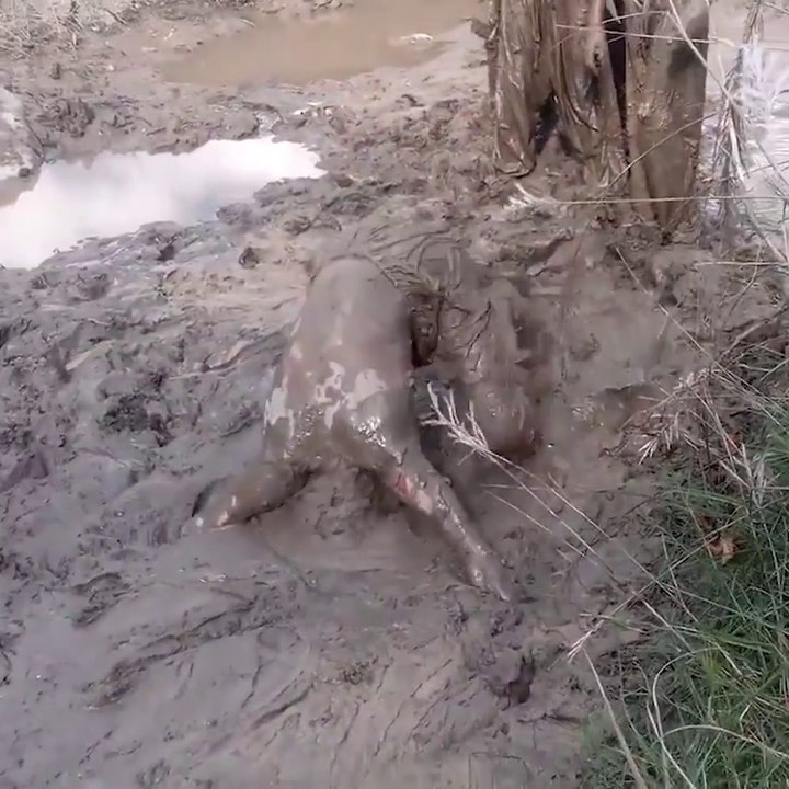 Ces gamins s'amusent à se coincer la tête dans la boue...