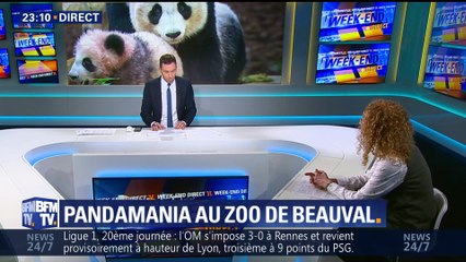 Pandamania au zoo de Beauval