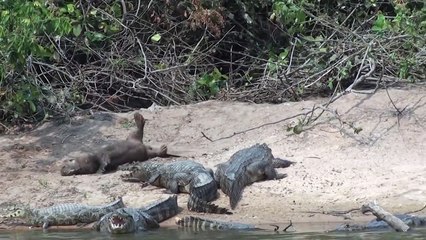Une loutre géante n'a pas peur des crocodiles et vient les narguer !