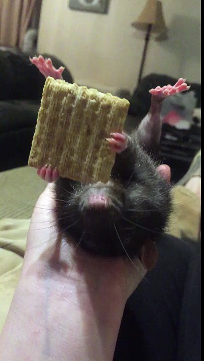 Un rat mange un biscuit sur le dos