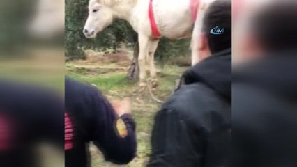 Dereye düşen sahipsiz atı itfaiye kurtardı