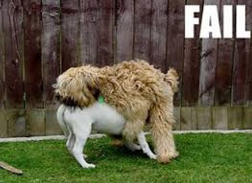 Funniest ANIMALS FAILS Compilation 2018 - Funny Animal Videos | Funny Vines