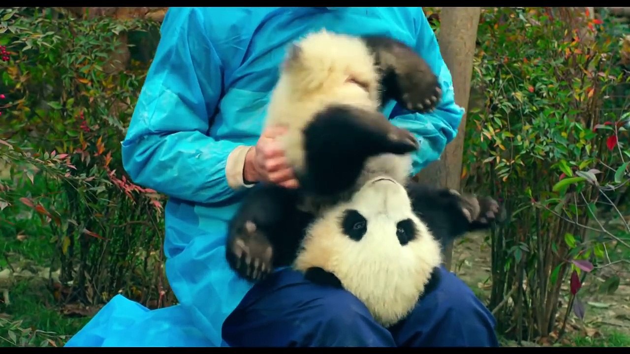 PANDAS Trailer (2018) [720p]