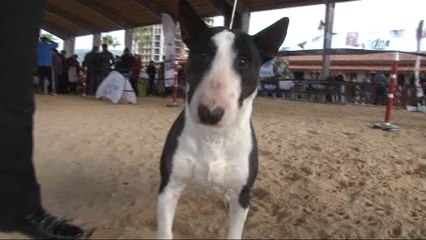 Köpekler, Şampiyonluk İçin Boy Gösterdi