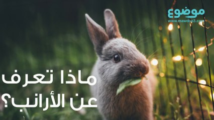 معلومات عن الأرانب