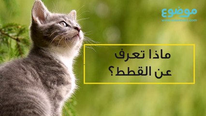 معلومات عن القطط