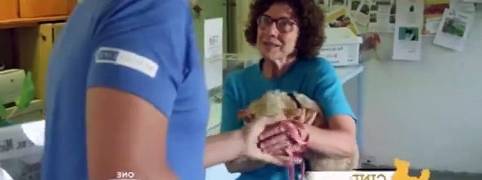 Save Our Shelter S02E02 San Gabriel Valley Humane Society