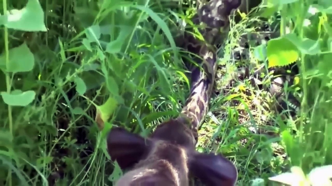 สารคดีสัตว์โลก:การล่าเหยื่อของงูยักษ์ Documentary creatures: hunting of giant snakes.