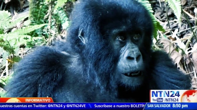 Gorilas de montaña de Ruanda, una subespecie con 480 ejemplares en la vida salvaje