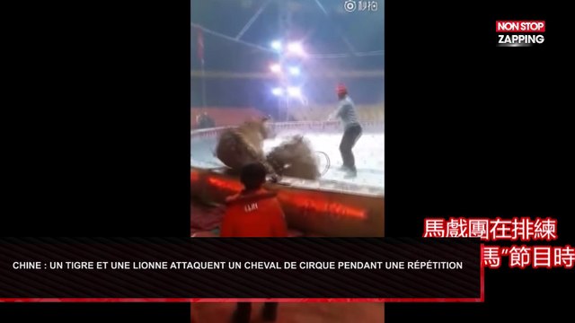 Chine : Une lionne et un tigre attaquent un cheval de cirque pendant les répétitions (Vidéo)
