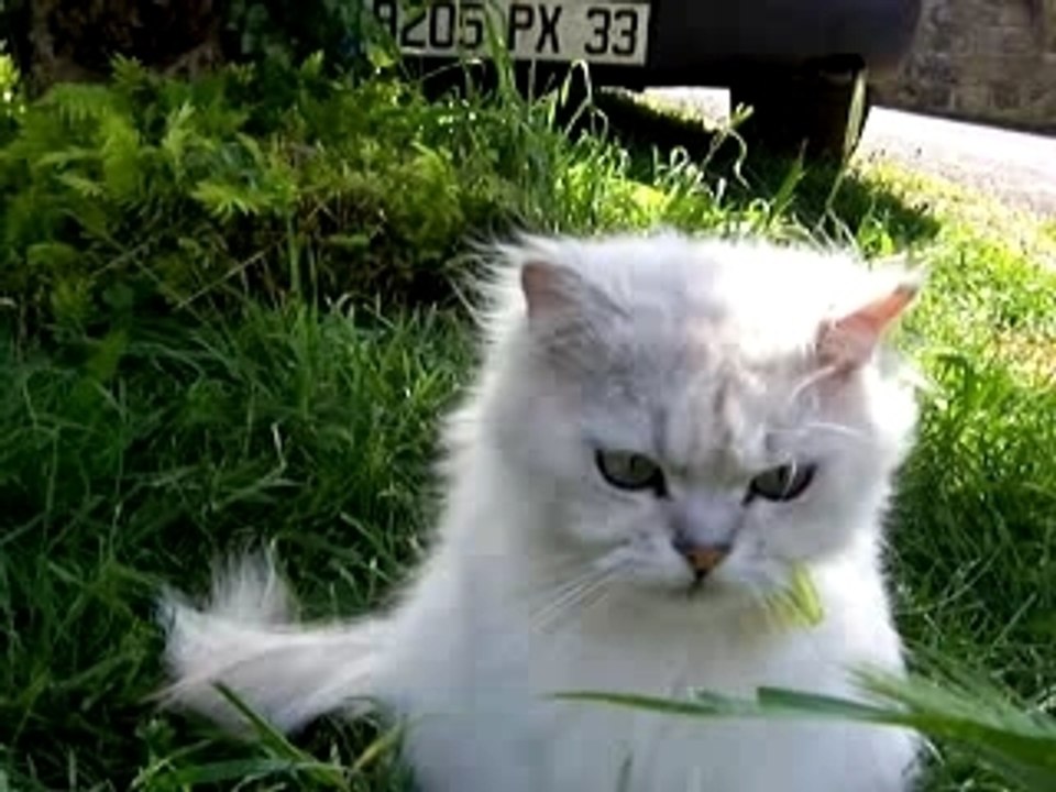 chat