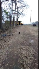 Ce coq court pour accueillir cette fillette qui revient de l'école !