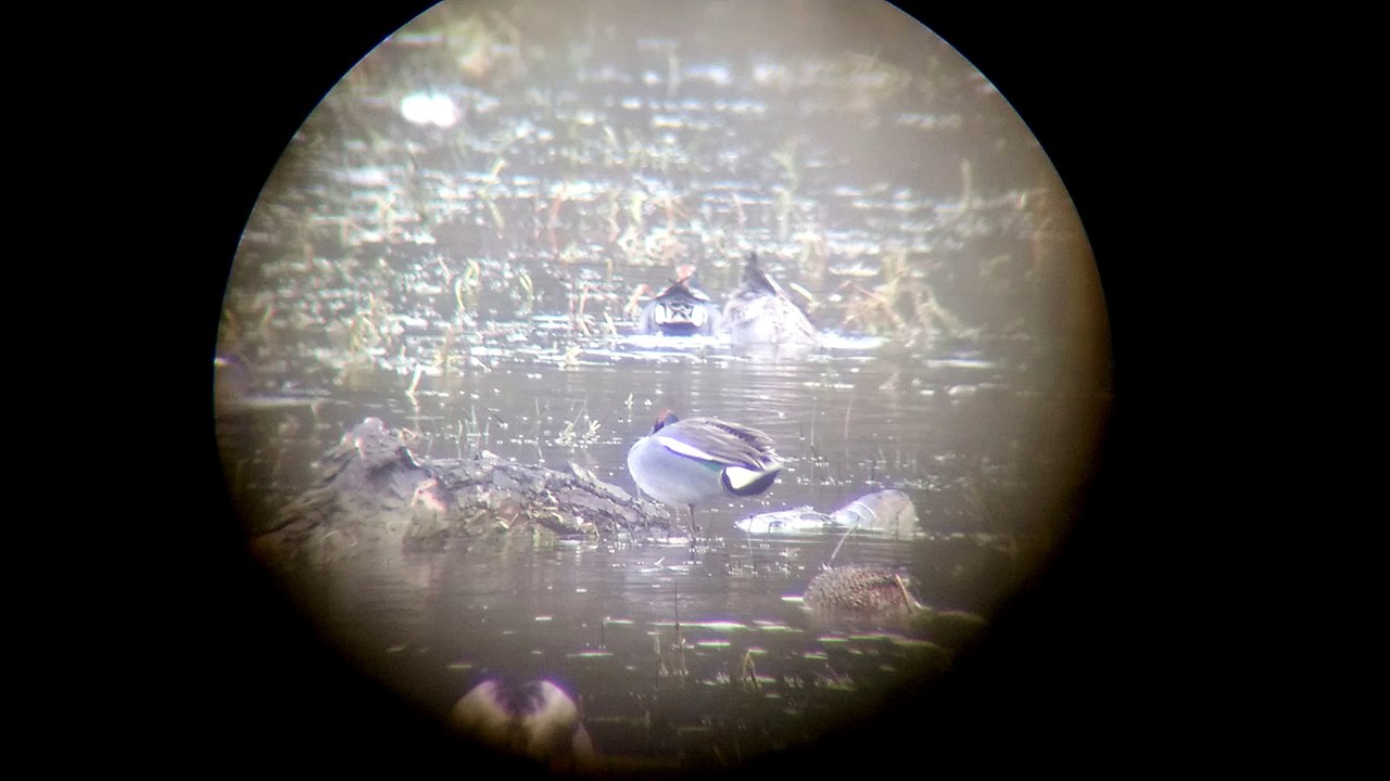 Krickenten im Jagdrevier-2