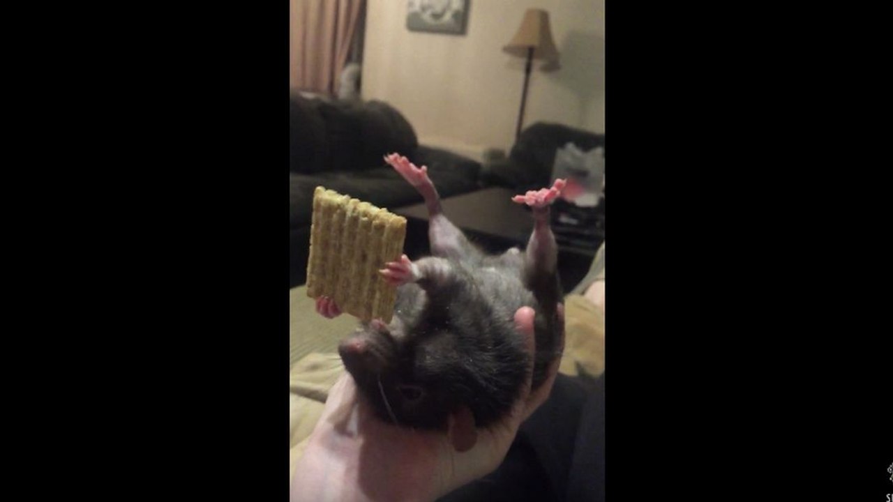 Un rat mange un biscuit sur le dos