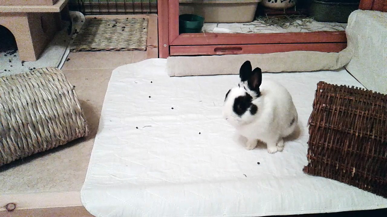 Calin Pinou (13-01-18)