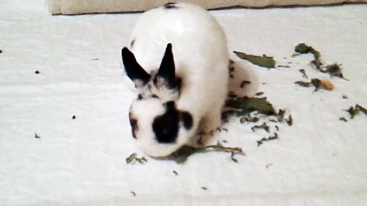 Friandises déshydratées Pinou (13-01-18)