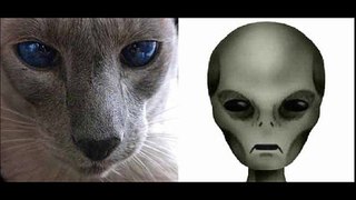 Les chats sont-ils des espions extraterrestres ?