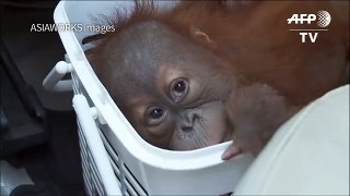 Baby orangutans rescued in Thai pol
