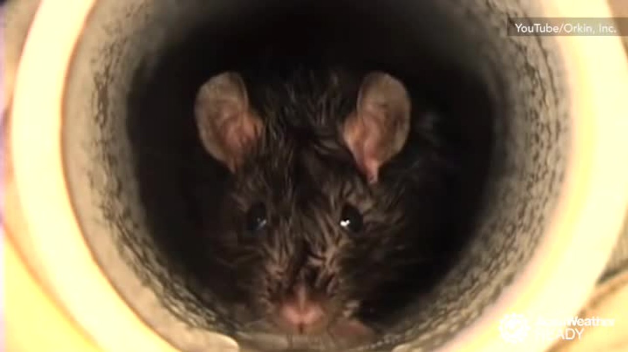 Defend your house from rodents and pests this winter