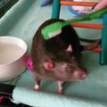 Rat Loves Being Pampered