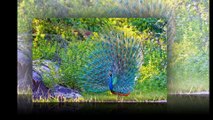 Peacock birds - One of the beautiful birds.