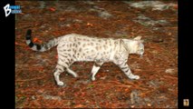 Snow Bengals Cat Cattery & Bengals Cat Breeders near me in Arizona