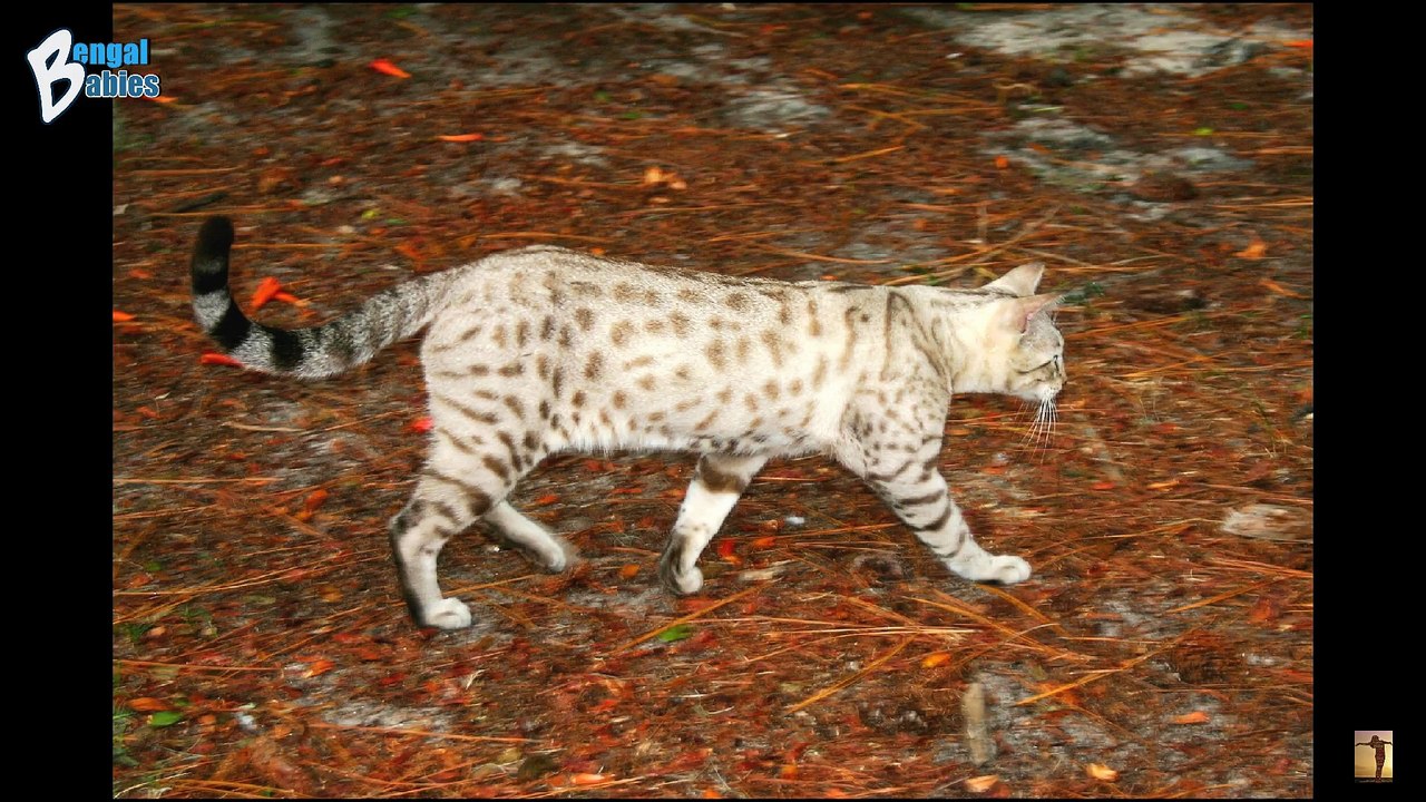 Snow Bengals Cat Cattery & Bengals Cat Breeders near me in Arizona
