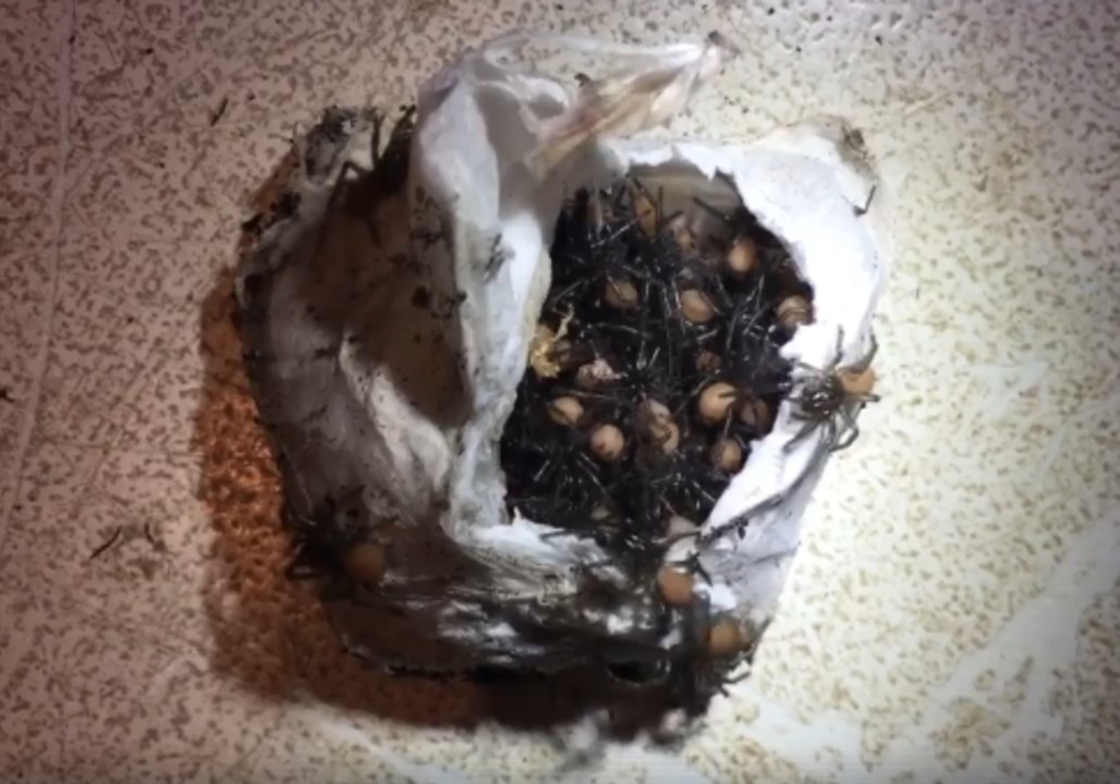 Baby Funnel Web Spiders Crawl Out of Egg Sac