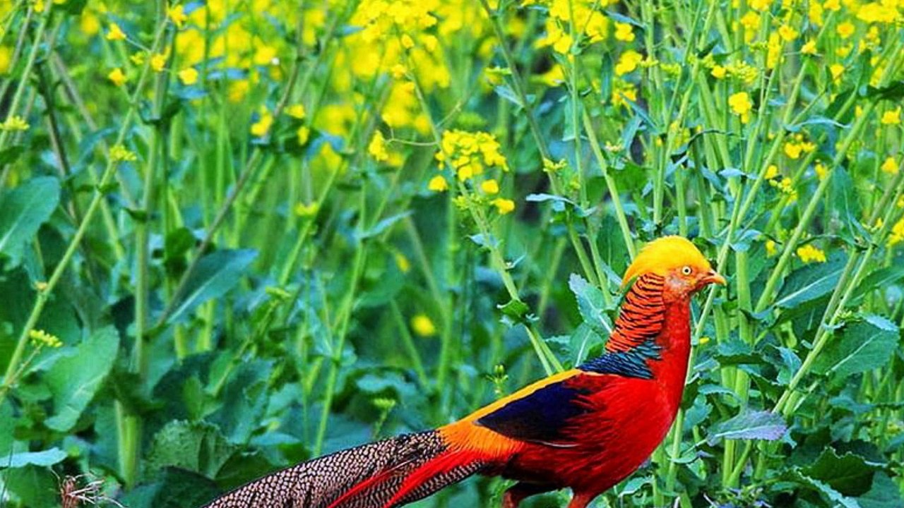 Nice Pheasant birds