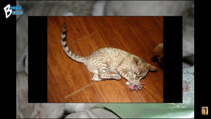 Cattery Phoenix AZ Premiering Beautiful Bengal Kittens & Bengal Cats