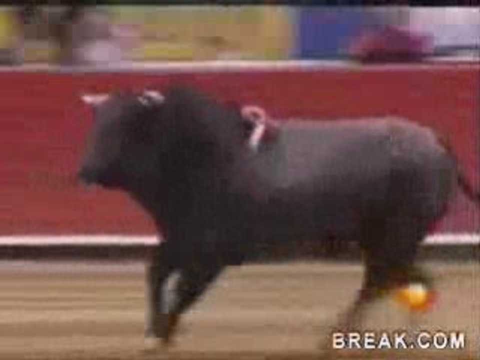 La revanche du taureau