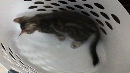 Case attacks the laundry basket