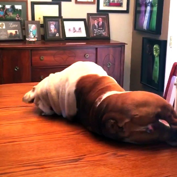 NTD Funniest - Bulldogs Are Awesome