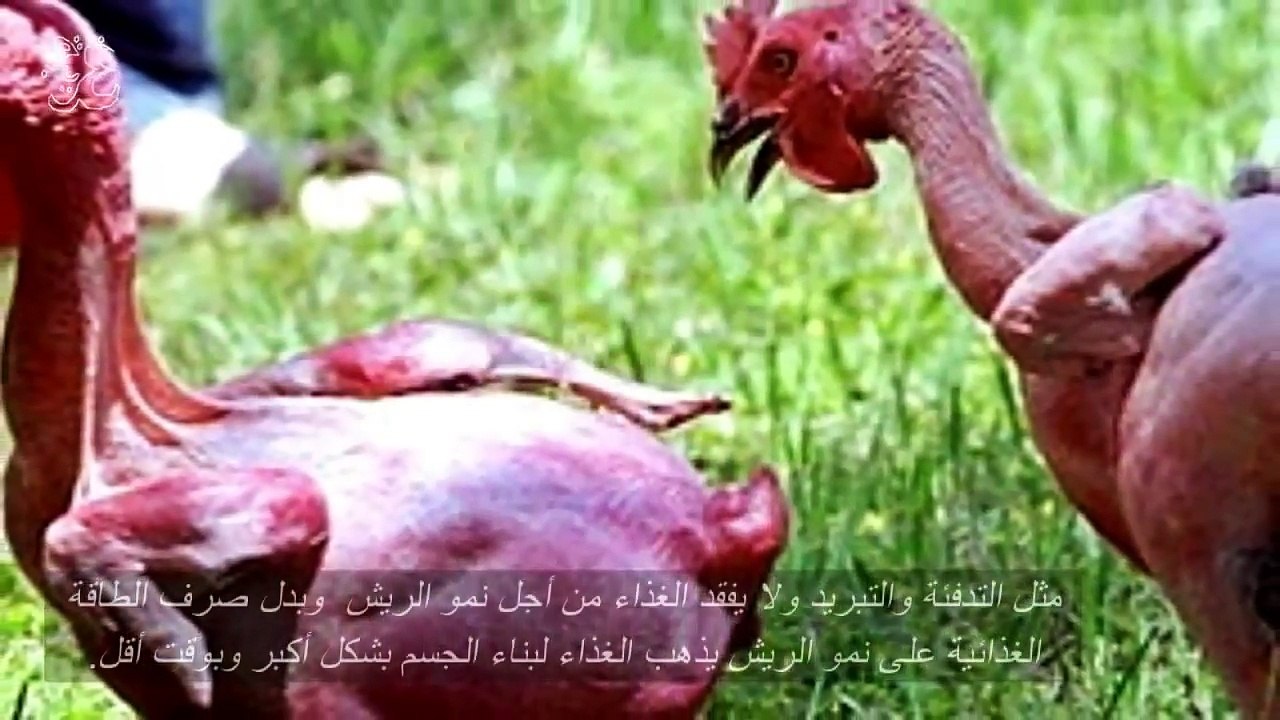 Bald chicken
