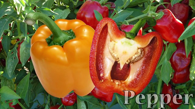 Learn names of Fruits and Vegetables in English Learn English for Kids Babies Children (Part 3)