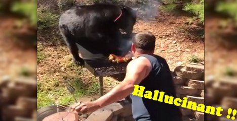 Un père de famille se bat contre un ours affamé  qui essaie de chaparder son barbecue ! Hallucinant !
