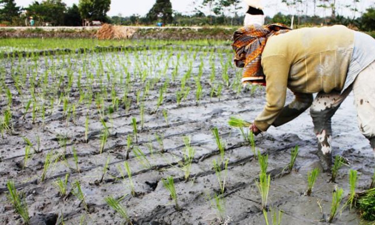 Beras Naik, Petani Untung Sekaligus Rugi, Kenapa?