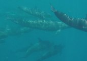 Pod of False Killer Whales Spotted Migrating and Squeaking Near Agnes Water