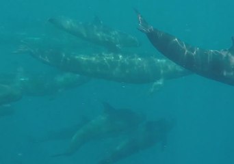 Tải video: Pod of False Killer Whales Spotted Migrating and Squeaking Near Agnes Water