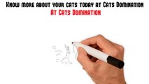 Importance of A Cat’s Health