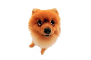 Happy Birthday! Funny Birthday Videos - Pom Pom The Pomeranian[1]