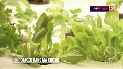 Jardin - Un potager dans ma cuisine